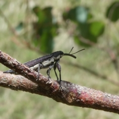 Rhinotia sp. (genus) (Unidentified Rhinotia weevil) at Flea Bog Flat to Emu Creek Corridor - 15 Feb 2023 by JohnGiacon