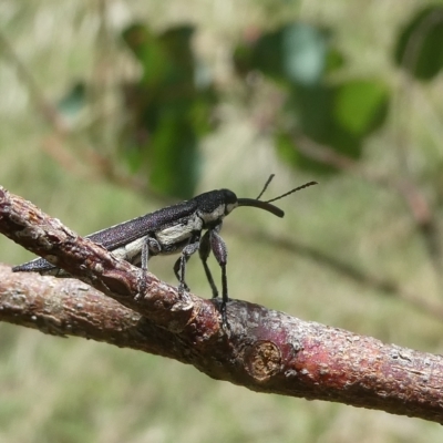 Rhinotia sp. (genus) (Unidentified Rhinotia weevil) at Belconnen, ACT - 15 Feb 2023 by JohnGiacon