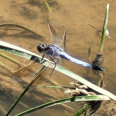 Orthetrum caledonicum (Blue Skimmer) at Crace Grasslands - 15 Feb 2023 by trevorpreston