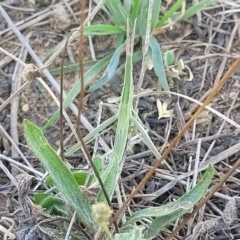 Acrida conica (Giant green slantface) at Crace Grasslands - 15 Feb 2023 by trevorpreston