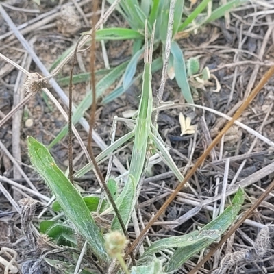 Acrida conica (Giant green slantface) at Crace Grasslands - 15 Feb 2023 by trevorpreston