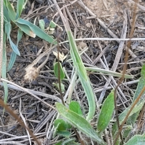 Acrida conica at Lyneham, ACT - 15 Feb 2023 03:41 PM