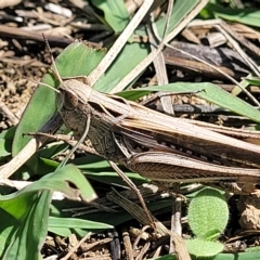 Caledia captiva (grasshopper) at Lyneham, ACT - 15 Feb 2023 by trevorpreston