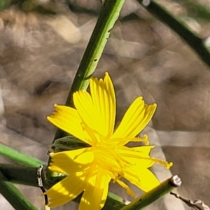 Chondrilla juncea at Lyneham, ACT - 15 Feb 2023 03:33 PM