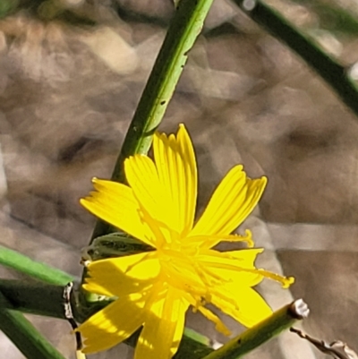 Chondrilla juncea (Skeleton Weed) at Crace Grasslands - 15 Feb 2023 by trevorpreston