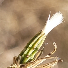 Chondrilla juncea at Lyneham, ACT - 15 Feb 2023