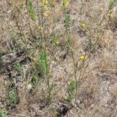 Chondrilla juncea at Lyneham, ACT - 15 Feb 2023 03:33 PM