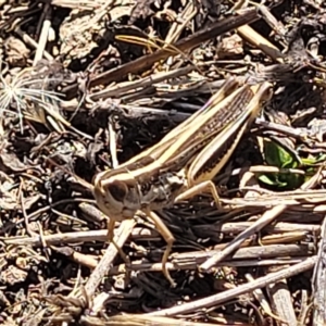 Macrotona australis at Lyneham, ACT - 15 Feb 2023