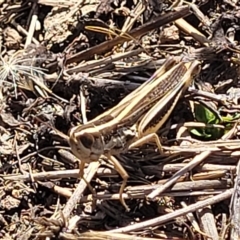 Macrotona australis (Common Macrotona Grasshopper) at Crace Grasslands - 15 Feb 2023 by trevorpreston