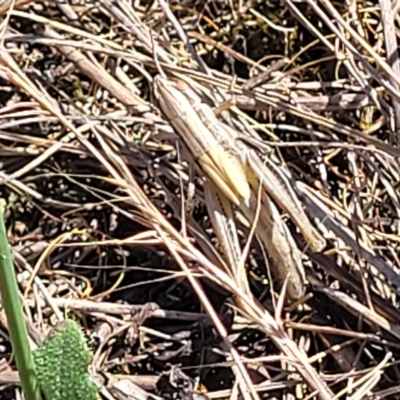 Acrididae sp. (family) (Unidentified Grasshopper) at Crace Grasslands - 15 Feb 2023 by trevorpreston