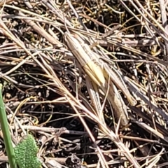 Acrididae sp. (family) (Unidentified Grasshopper) at Crace Grasslands - 15 Feb 2023 by trevorpreston