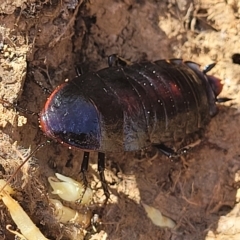 Platyzosteria sp. (genus) (Litter runner cockroach) at Crace Grasslands - 15 Feb 2023 by trevorpreston