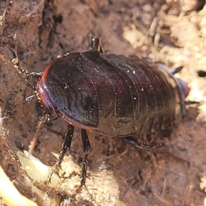 Platyzosteria sp. (genus) at Lyneham, ACT - 15 Feb 2023 03:25 PM