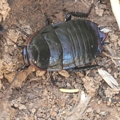 Platyzosteria sp. (genus) at Lyneham, ACT - 15 Feb 2023