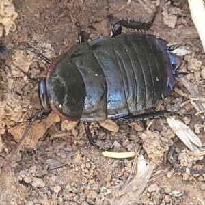 Platyzosteria sp. (genus) at Lyneham, ACT - 15 Feb 2023 03:25 PM