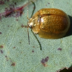 Paropsisterna cloelia (Eucalyptus variegated beetle) at Flea Bog Flat to Emu Creek Corridor - 15 Feb 2023 by JohnGiacon