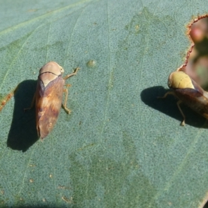 Brunotartessus fulvus at Belconnen, ACT - 15 Feb 2023