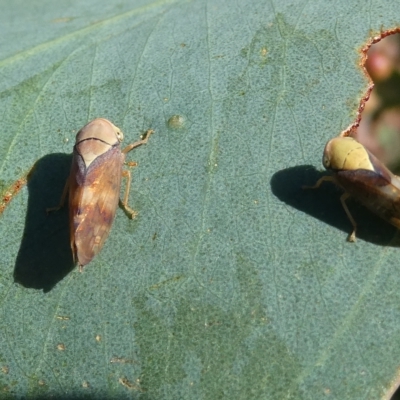 Brunotartessus fulvus (Yellow-headed Leafhopper) at Emu Creek - 15 Feb 2023 by JohnGiacon