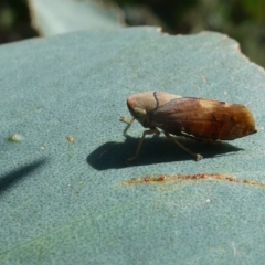 Brunotartessus fulvus at Belconnen, ACT - 15 Feb 2023