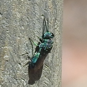 Chrysididae (family) at Acton, ACT - 15 Feb 2023 02:00 PM