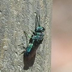 Chrysididae (family) (Cuckoo wasp or Emerald wasp) at Acton, ACT - 15 Feb 2023 by HelenCross
