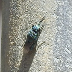 Chrysididae (family) at Acton, ACT - 15 Feb 2023