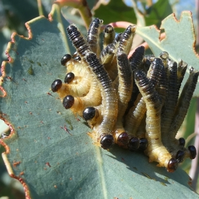 Pseudoperga sp. (genus) (Sawfly, Spitfire) at Emu Creek - 15 Feb 2023 by JohnGiacon