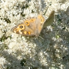 Junonia villida (Meadow Argus) at Flea Bog Flat to Emu Creek Corridor - 15 Feb 2023 by JohnGiacon