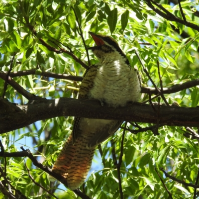 Eudynamys orientalis (Pacific Koel) at Acton, ACT - 15 Feb 2023 by HelenCross