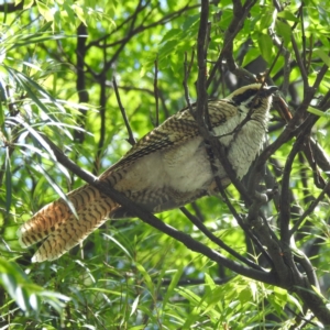 Eudynamys orientalis at Acton, ACT - 15 Feb 2023