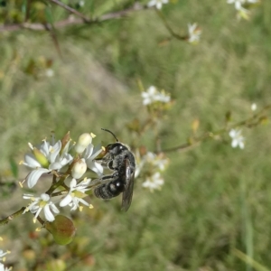 Lasioglossum (Chilalictus) lanarium at Flea Bog Flat to Emu Creek Corridor - 15 Feb 2023 05:07 PM