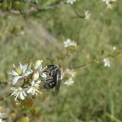 Lasioglossum (Chilalictus) lanarium (Halictid bee) at Emu Creek - 15 Feb 2023 by JohnGiacon