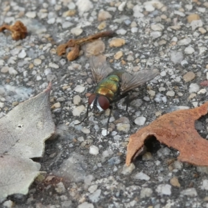 Lucilia cuprina at Belconnen, ACT - 15 Feb 2023 06:47 PM