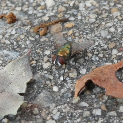 Lucilia cuprina (Australian sheep blowfly) at Emu Creek - 15 Feb 2023 by JohnGiacon