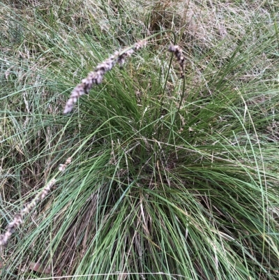 Carex appressa (Tall Sedge) at Belconnen, ACT - 14 Feb 2023 by JohnGiacon