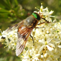 Copidapha sp. (March fly) at Tuross Head, NSW - 12 Feb 2023 by HelenCross