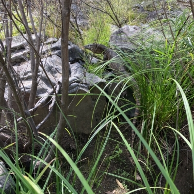 Varanus rosenbergi (Heath or Rosenberg's Monitor) at Namadgi National Park - 14 Feb 2023 by MattBeitzel