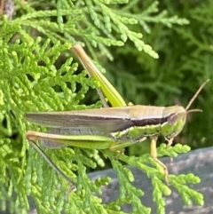 Bermius brachycerus (A grasshopper) at Giralang, ACT - 14 Feb 2023 by Denise