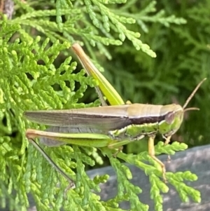 Bermius brachycerus at Giralang, ACT - 14 Feb 2023 03:52 PM