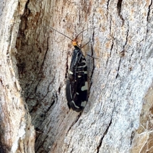 Porismus strigatus at Aranda, ACT - 15 Feb 2023