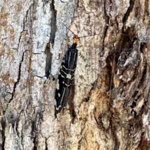 Porismus strigatus at Aranda, ACT - 15 Feb 2023