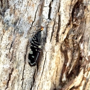 Porismus strigatus at Aranda, ACT - 15 Feb 2023