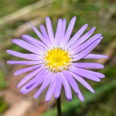 Brachyscome spathulata (Coarse Daisy, Spoon-leaved Daisy) at Cotter River, ACT - 7 Feb 2023 by RobG1