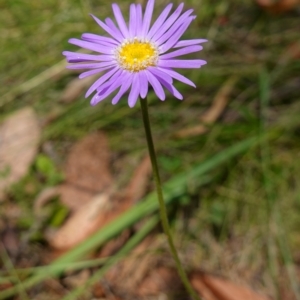 Brachyscome spathulata at Cotter River, ACT - 7 Feb 2023