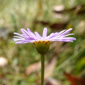 Brachyscome spathulata at Cotter River, ACT - 7 Feb 2023