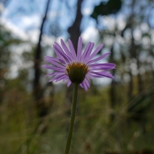 Brachyscome spathulata at Cotter River, ACT - 7 Feb 2023