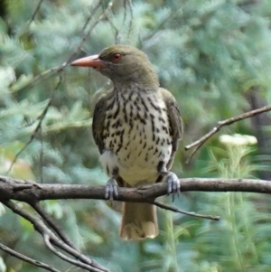 Oriolus sagittatus at Paddys River, ACT - 7 Feb 2023