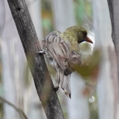 Oriolus sagittatus at Paddys River, ACT - suppressed