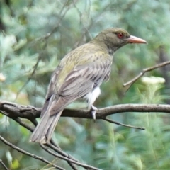 Oriolus sagittatus at Paddys River, ACT - 7 Feb 2023