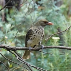 Oriolus sagittatus at Paddys River, ACT - 7 Feb 2023